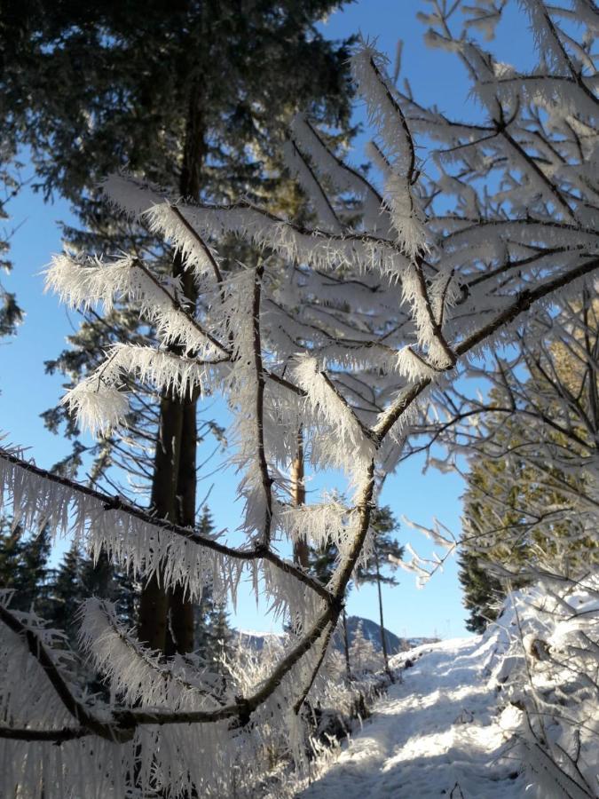 Troadkasten - Ferienhaus Am Bio-Bergbauernhof Aflenz Kurort Dış mekan fotoğraf