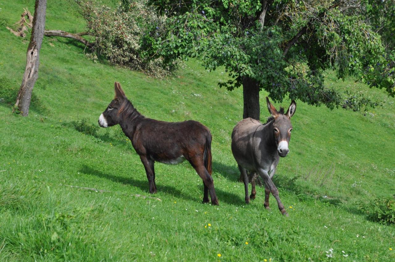 Troadkasten - Ferienhaus Am Bio-Bergbauernhof Aflenz Kurort Dış mekan fotoğraf