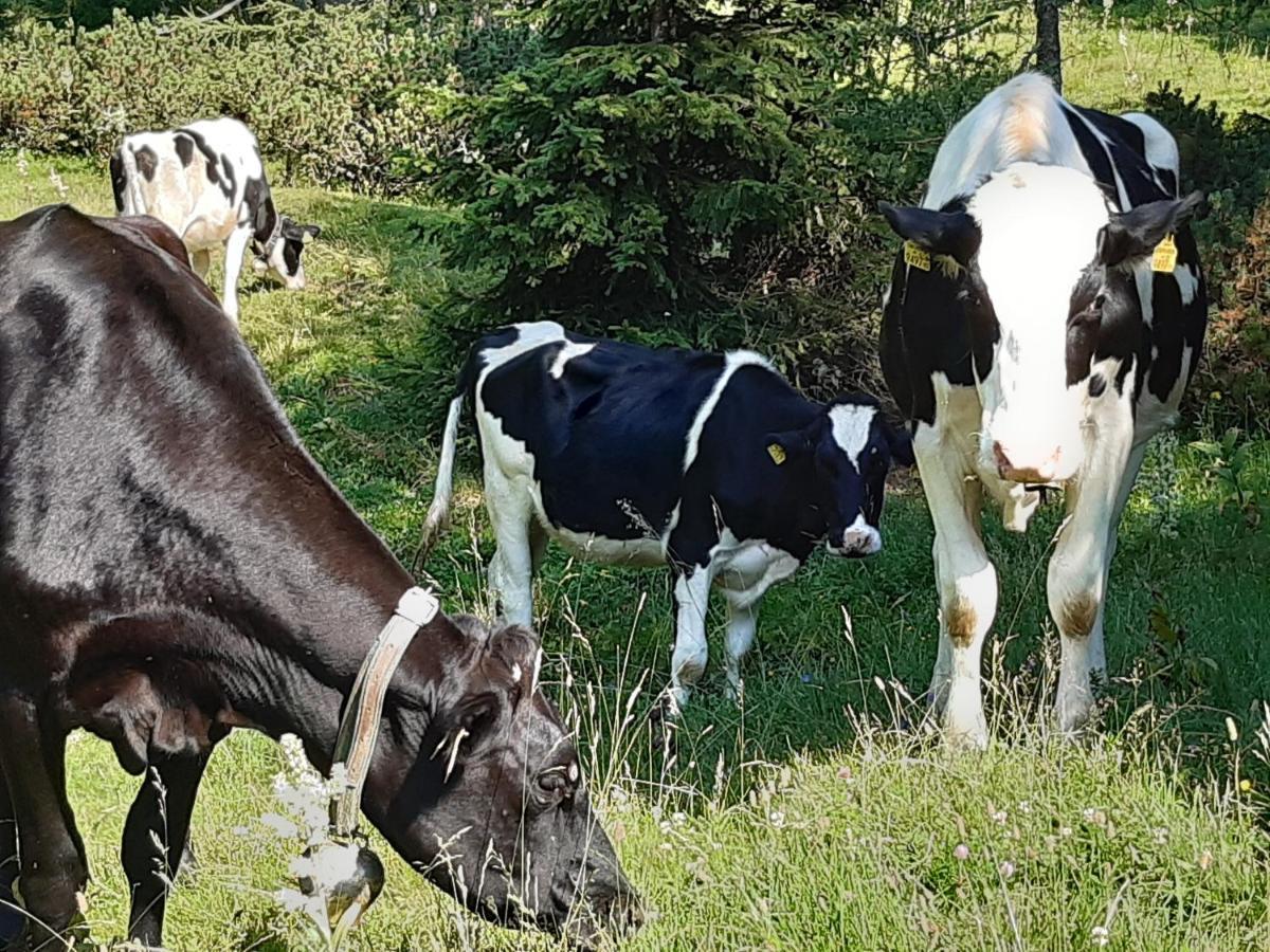 Troadkasten - Ferienhaus Am Bio-Bergbauernhof Aflenz Kurort Dış mekan fotoğraf